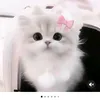 cute.l.ti