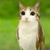 meowl.thing