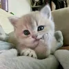 dashkin_s8