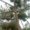 anginkampunghalaman