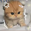 puyncuti9