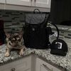 hundbillz