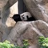 mandychuen