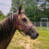 trailriderjess