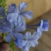 saida_harun