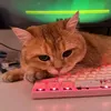 kitten.ra5