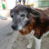 basmak_1