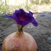 abdosbibih