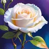 shaida8126