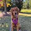 the.golden.girl05