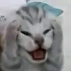 nhtann9