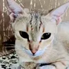 عـَلي