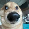 nhisikibiditolet