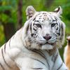 tiger_dz_213