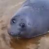 la_foca76
