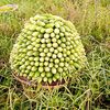 user6527709361079foyzul