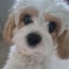 milliedog2