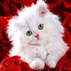rihab.bobo1