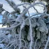 Blackforestcam