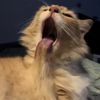 cats8g1k1