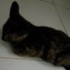 ceria734