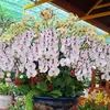 dungtrang02