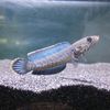 opet.fish1