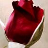 fathima_shfia