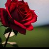 user8401736150330