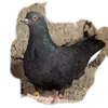 m1r2w9