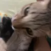 nfhhvkkf