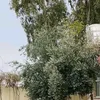 x4nmi_gardi