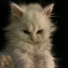 imane22122
