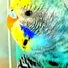 parrot5025