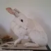 ichthyological