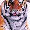 taher.nefzi8