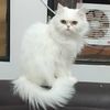 catcatt92