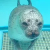 mr_evil_seal