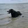 allie_the_wetdog