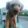 amieljacob8