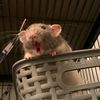 ratita137