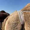 مً  | ALHAJRI