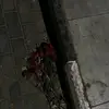 tarra_83