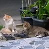 cimi_bucil