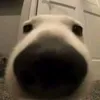 pulisicthegoat_