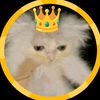 bald.cat.is.king