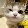 lphmykieu