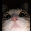 zennn2042