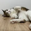 jibekulaaa