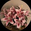 lilac_3970